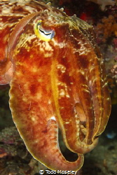 posing cuttlefish by Todd Moseley 